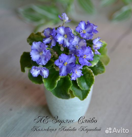 Детки мини и полумини фиалок