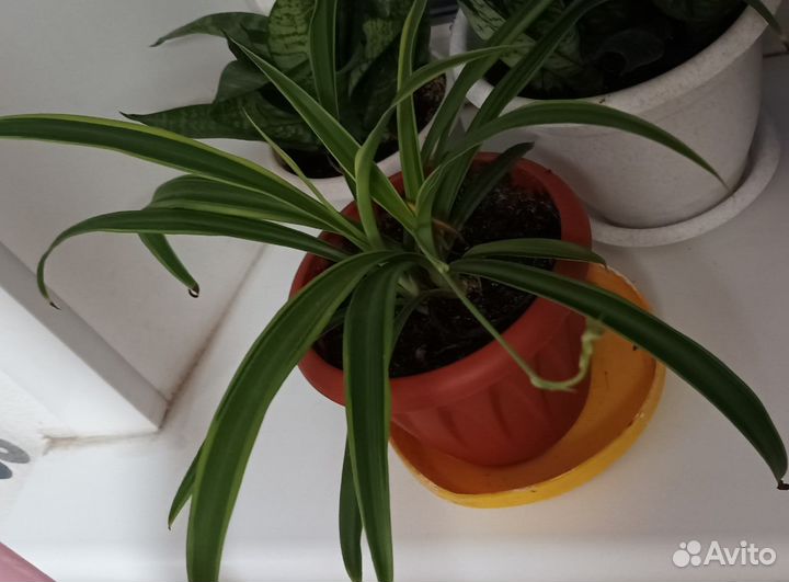 Хлорофитум