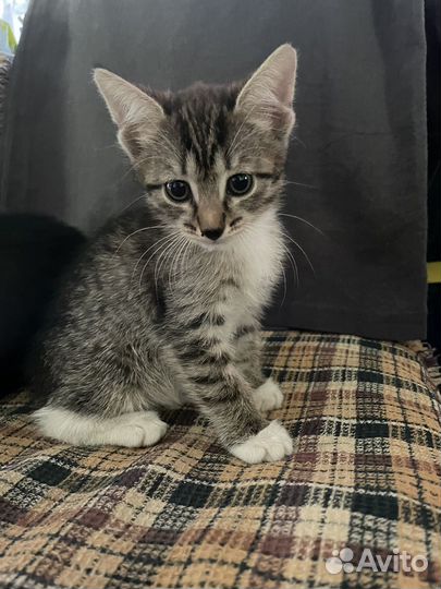 Котята отдам бесплатно