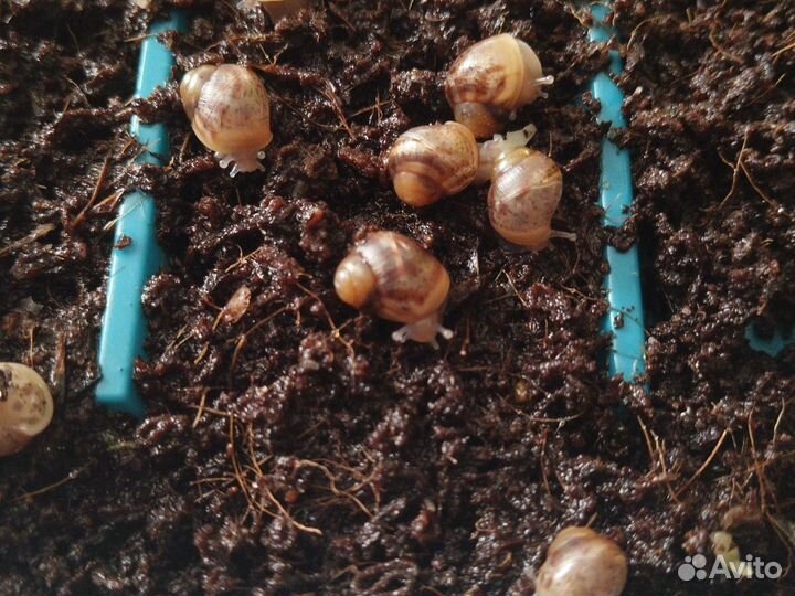 Улитки ахатины