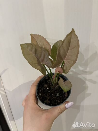 Сингониумы