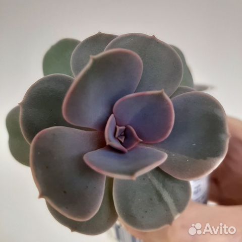 Эхеверия жемчужина Нюрнберга