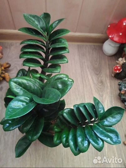 Замиокулькас Zenzi (Долларовое дерево)