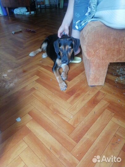 Щенок 4 месяца девочка