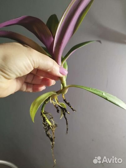 Традесканция рэо