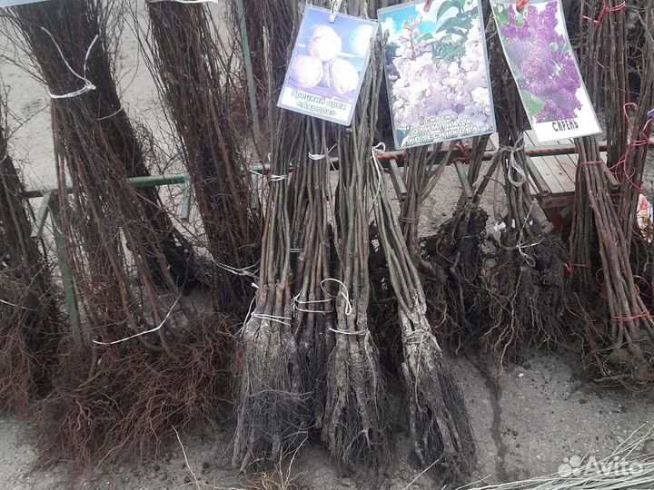 Грецкий орех тонкокорый урожаный опт-Розница