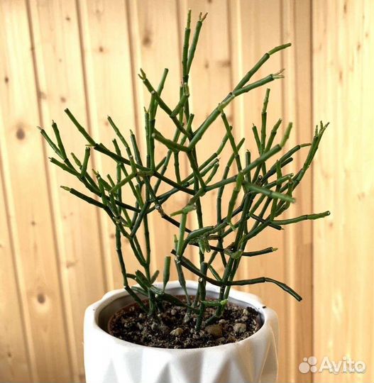 Хатиора рипсалис