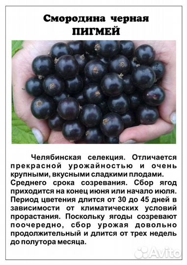 Чёрная смородина
