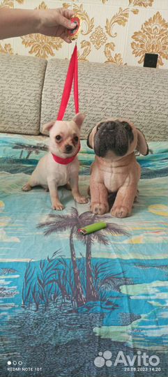 Щенки чихуахуа