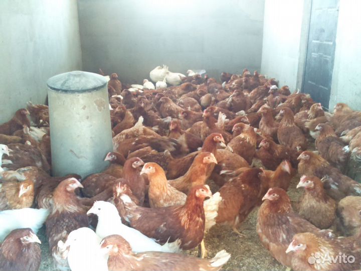 Продам кур молодок