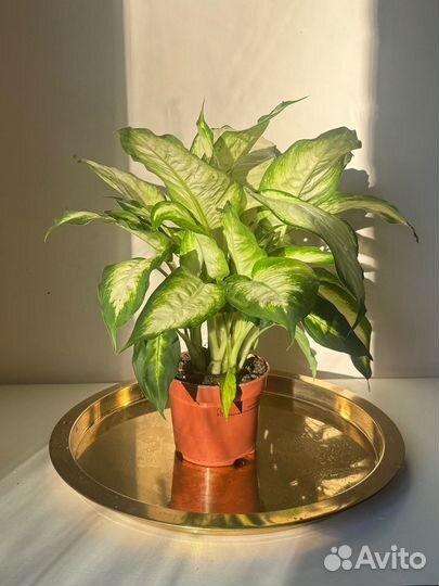 Диффенбахия Камилла, домашний цветок