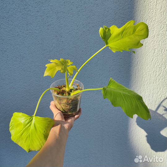 Philodendron selloum 'Gold'