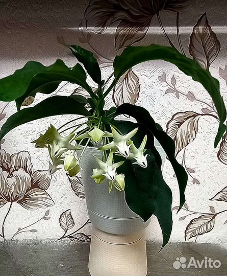 Хойи продажа