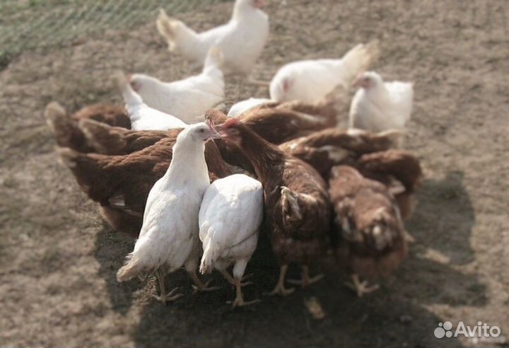 Куры с доставкой