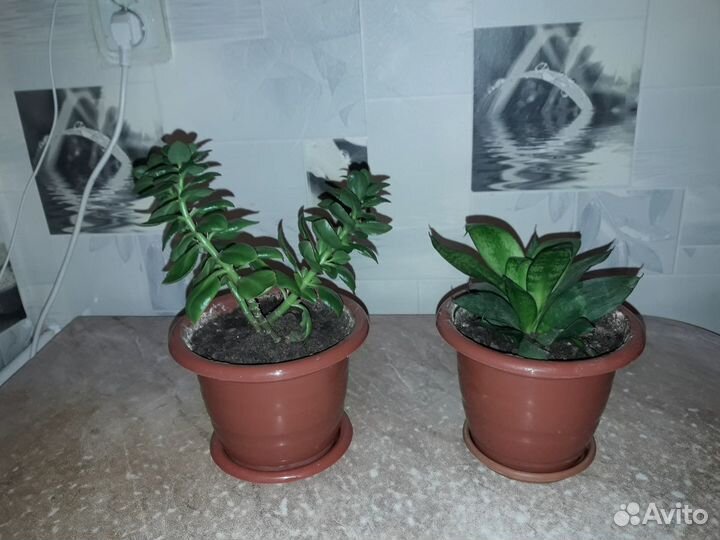 Кливия, молочай, тёщин язык