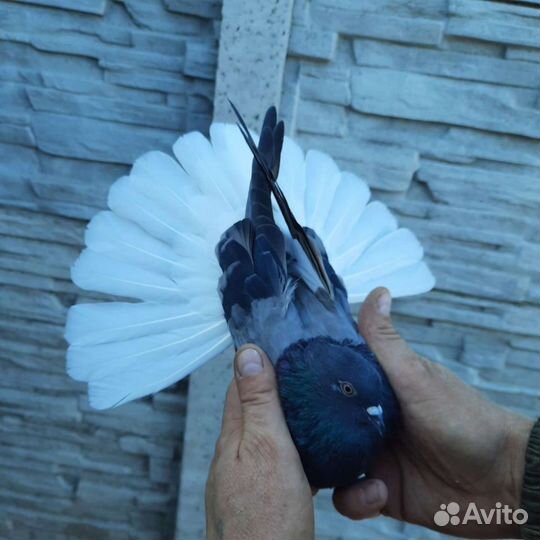 Голуби Николаевские и Донецкого направления