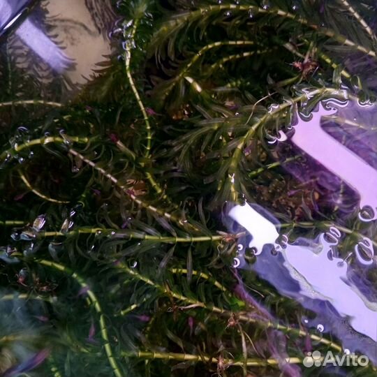 Отдам гуппи