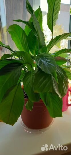Замиокулькас, фикус, спатифиллум