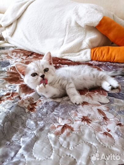 Кошки шотландцы