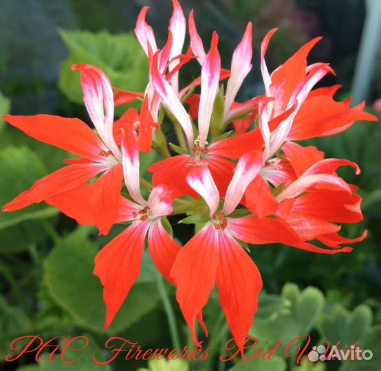 Пеларгония сортовая