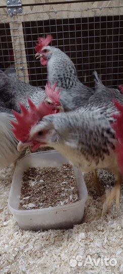 Инкубационное яйцо Борковская Барвистая/ Цыплята