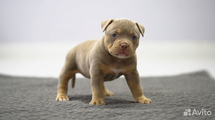 Американский Булли девочка 4 недели