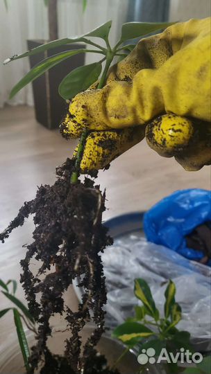 Шефлера вариегатная