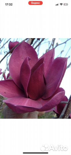 Магнолии Феликс Клеопатра и т.д