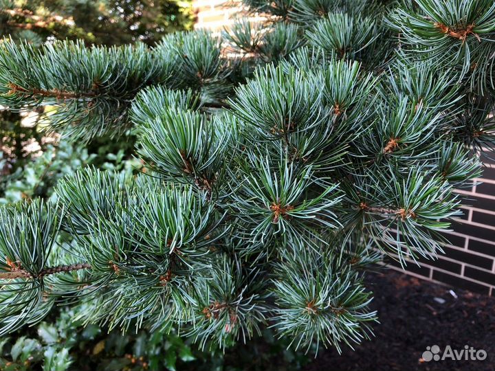 Сосна мелкоцветковая Глаука (parviflora Glauca)