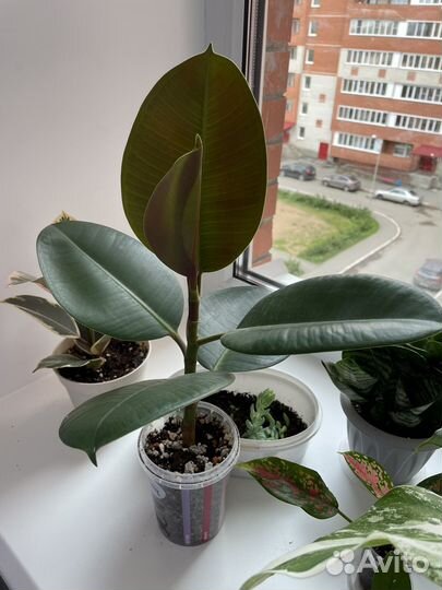 Фикус каучуконосный эластика робуста