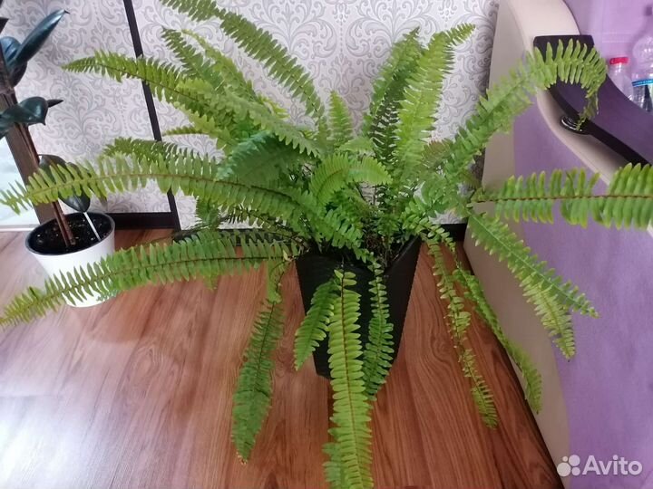 Папоротник комнатный