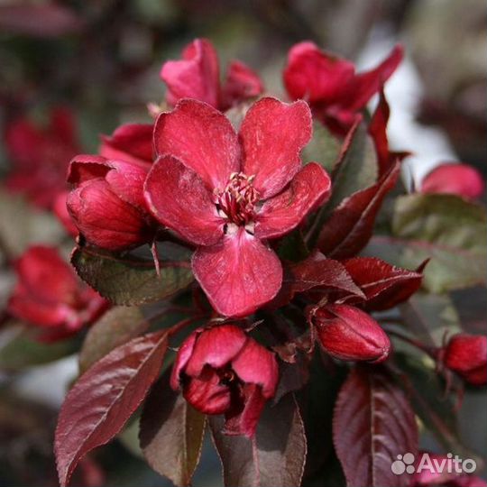 Яблони декоративные