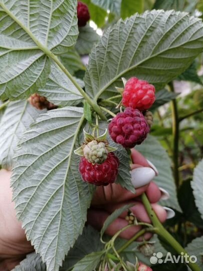 Малина (поздний сорт)