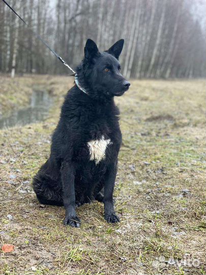 Собака в добрые руки