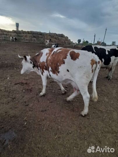 Продам коров на мясо