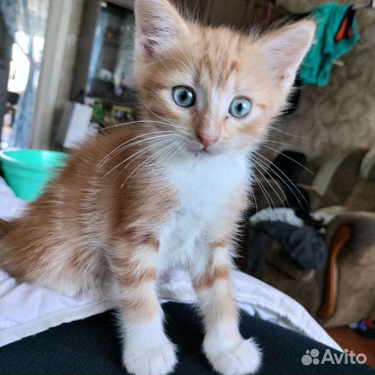 Котик в дар бесплатно