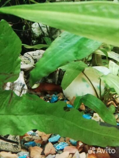 Аквариум около 200литров