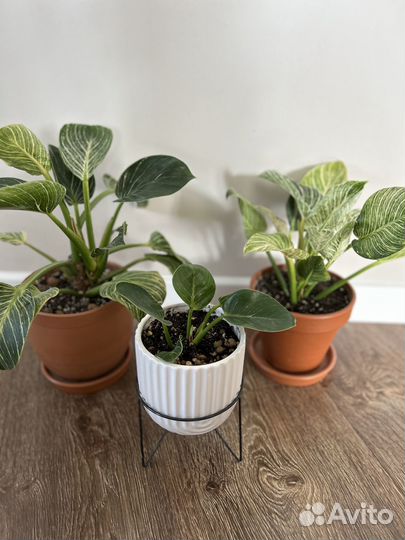 Филодендрон биркин