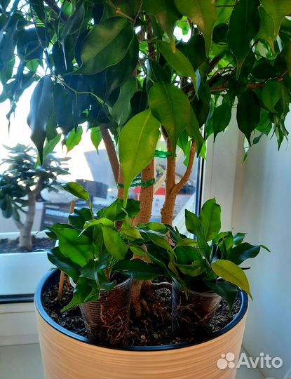Фикус Даниэль
