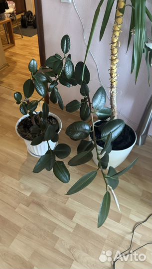 Цветок Фикус