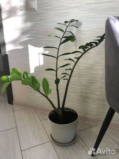 Замиокулькас