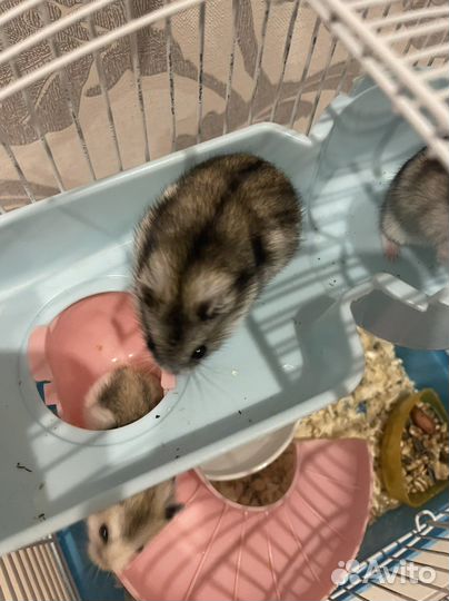 Джунгарский хомяк бесплатно