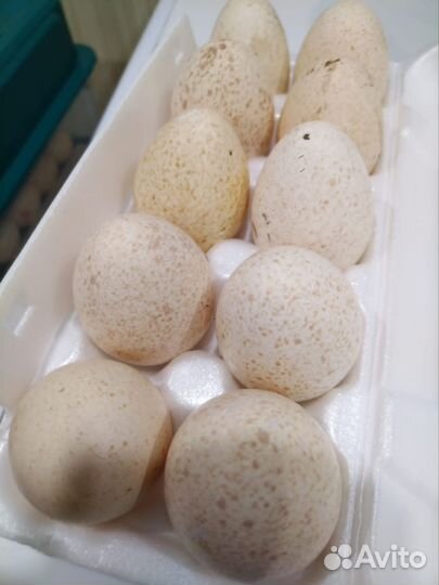 Инкубационное яйцо индейки, гусей, уток, кур