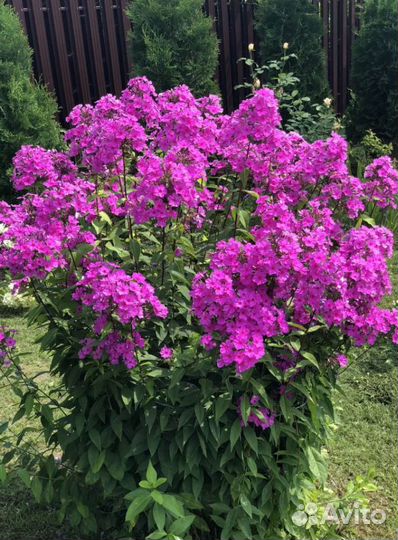 Многолетние растения и цветы