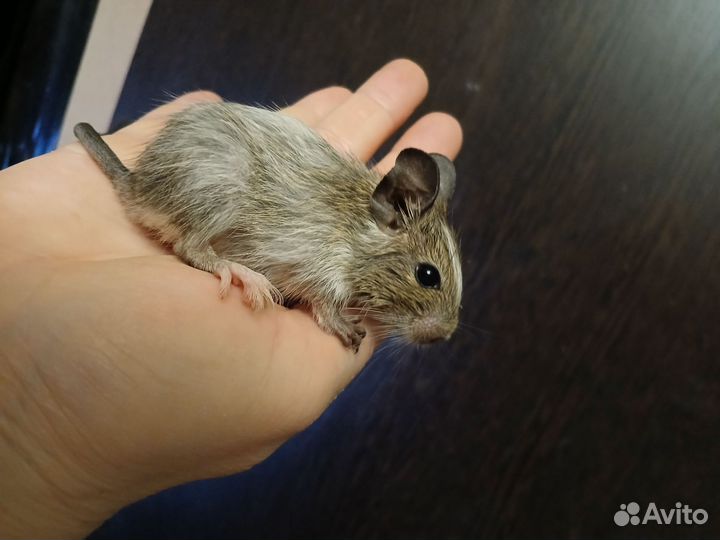 Дегу малыши разноцветные