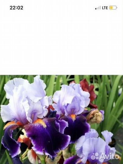 Бородатые ирисы