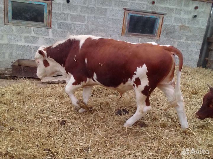 Продам быков