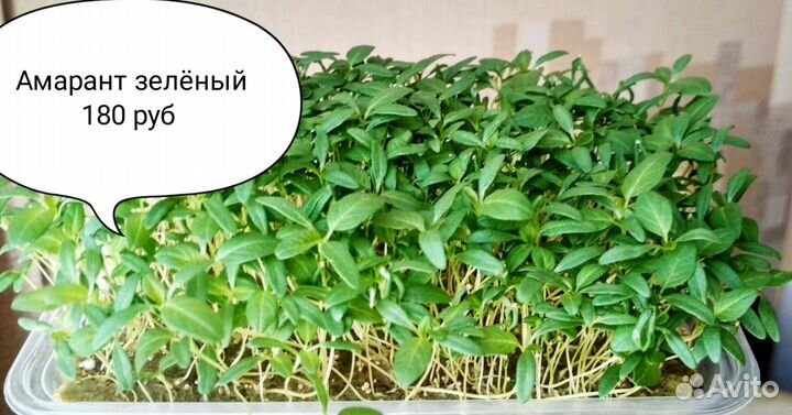 Микрозелень с Сити фермы