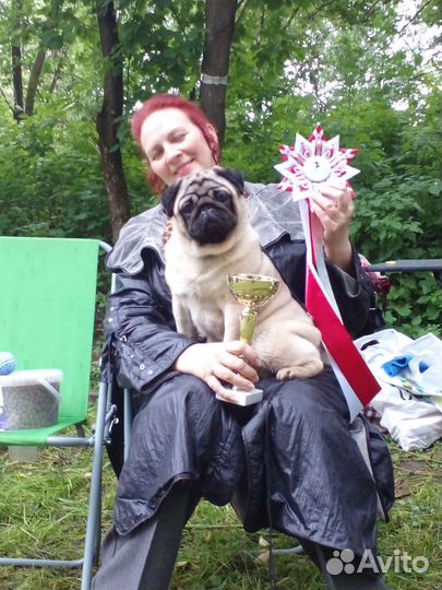 Вязка кобелями мопса