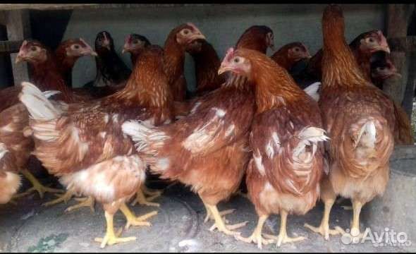 Куры молодки, несушки